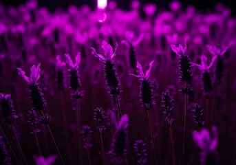 Naklejka premium Mystical Purple Lavender Field: A dreamy landscape of blooms bathed in ethereal magenta light, creating a serene and