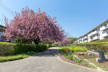 さくらの散歩道(ふれあいの小径)＜神奈川県大和市つきみ野8丁目＞