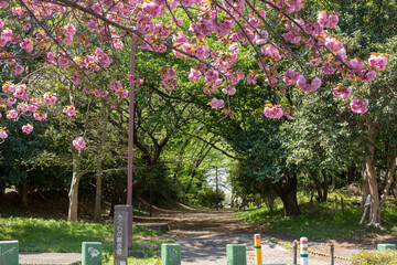 さくらの散歩道(ふれあいの小径)＜神奈川県大和市つきみ野8丁目＞
