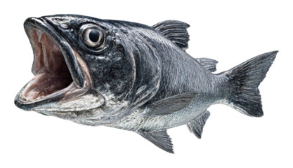 Fishing adventure catching fish ocean waters high-quality isolated on transparent background