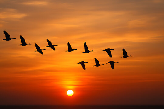Migrating birds flying at sunset