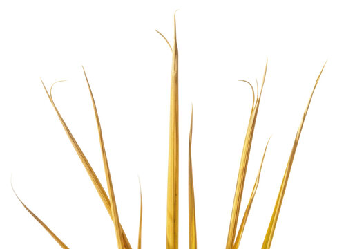 Sparse, sun-bleached yellow grass blades with brittle, curled tips, isolated on a sterile transparent studio background with ample copy space, strong high-key light. Concept of resilience and survival