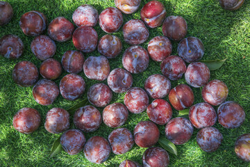 Fresh Sweet Plums on Green Grass Lawn - Ripe Purple Red Stone Fruit Harvest