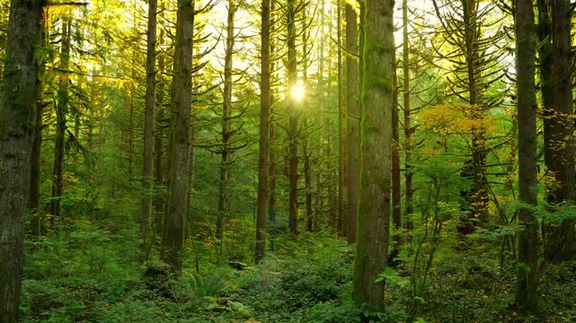 Moving through the lush green forest at sunset. Stunning Canadian nature.