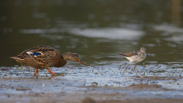 Stockente (Anas platyrhynchos) und Gr&uuml;nschenkel (Tringa nebularia) am Wasserufer &ndash; Wildv&ouml;gel in nat&uuml;rlicher Umgebung, Biodiversit&auml;t und Naturfotografie