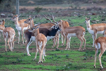 Herd of blackbucks grazing on green field with males and females in natural habitat