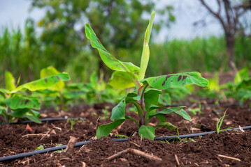 Growing Banana (musa) crop with dew drops on leaves. Beautiful agricultural background. Banana plantation. Planting at field