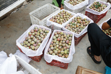 Fresh Plums in Market Crates - Colorful Fruit Harvest Display at Local Produce Stand