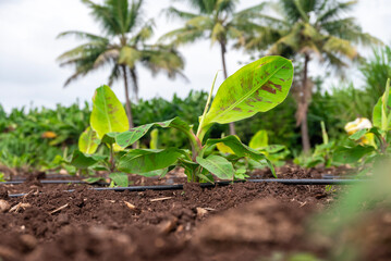Growing Banana (musa) crop with dew drops on leaves. Beautiful agricultural background. Banana plantation. Planting at field