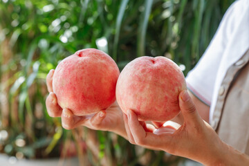 Fresh Ripe Peaches Held in Hands Outdoors - Organic Fruit Harvest Concept