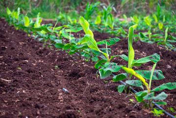 Growing Banana (musa) crop with dew drops on leaves. Beautiful agricultural background. Banana plantation. Planting at field