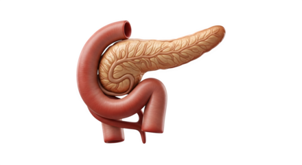Anatomical Illustration of the Pancreas and Duodenum.