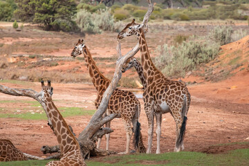 Group of giraffes standing together in natural wildlife habitat