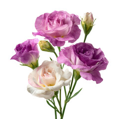 Vibrant flower arrangement botanical garden natural light isolated on transparent background