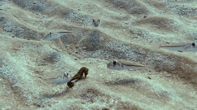 Seahorse under attack! 