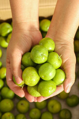 Fresh Green Sichuan Plums in Hands - Organic Fruit Harvest on Wooden Surface