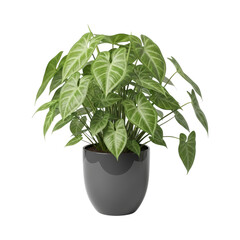 Vibrant alocasia plant in gray pot with lush green leaves