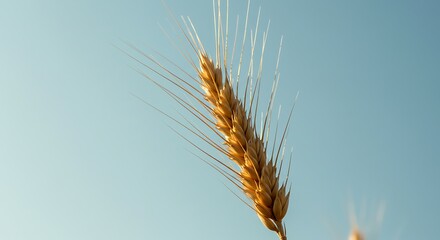 Obraz premium Golden Wheat Against a Clear Blue Sky.