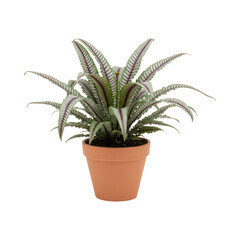Obraz premium Vibrant potted calathea lancifolia on transparent background