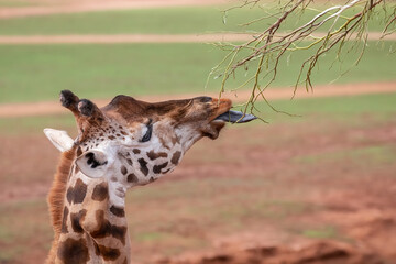 Close-up portrait of a giraffe with natural background in wildlife habitat