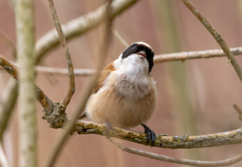 Eurasian Penduline Tit Bird