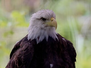 Obraz premium Majestic Bald Eagle Close-Up