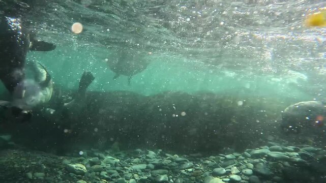Underwater footage of Antarctic fur seals swimming playfully in clear turquoise waters