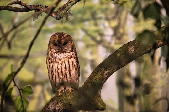 Barred owl (Strix varia) on a mossy branch in a forest