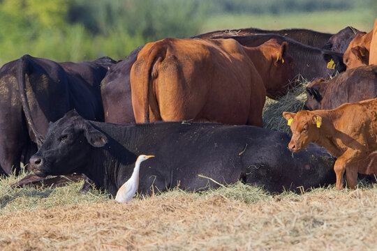 Kuhreiher (Bubulcus ibis) zwischen Angus-Rindern &ndash; Wildvogel inmitten einer Rinderherde, l&auml;ndliche Szene und Symbol f&uuml;r Biodiversit&auml;t und Symbiose in der Landwirtschaft