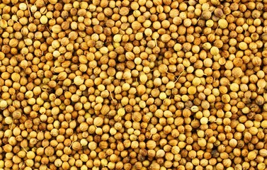 corn seeds background