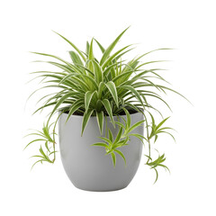 Lush spider plant in modern pot with vibrant green leaves