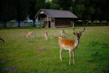 Fallow deer standing on a green meadow with a wooden hut in the background