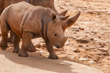 Fototapeta premium Baby white rhinoceros standing on dry ground in wildlife habitat