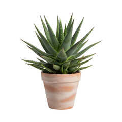 Aloe vera plant in terracotta pot isolated on transparent background