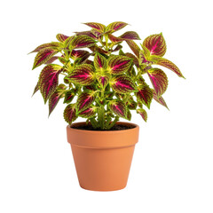 Fototapeta premium Vibrant coleus plant with multicolored leaves in terracotta pot on transparent background