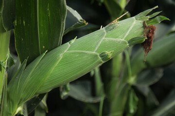 Fresh Ripe Corn Ear Ready for Harvest Picking in Cornfield Agriculture Crop
