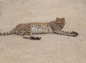 Cheetah resting on dirt road in natural wildlife habitat