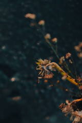 Dried flowers
