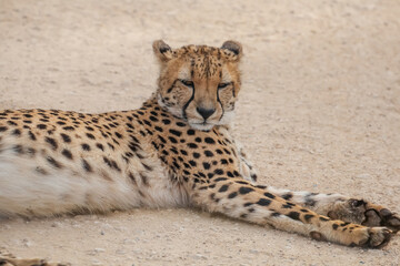 Cheetah resting on dirt road in natural wildlife habitat