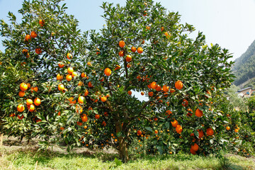 Fresh Oranges Growing in Gannan Orchard During Summer Harvest Season