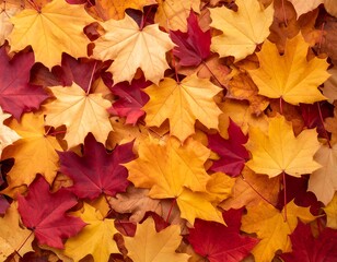 Fototapeta premium Autumn leaves carpet