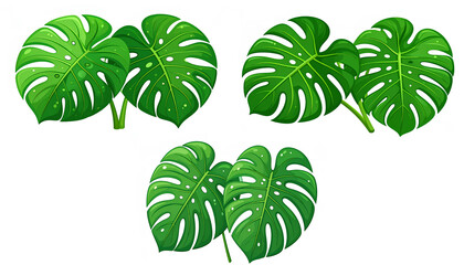Obraz premium set vector illustration of monstera green leaves