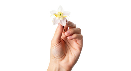 a delicate white flower gentle hand, pure elegance, symbol of springs promise, isolated on transparent background