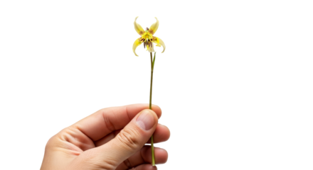 a delicate yellow flower offering springs gentle rebirth, isolated on transparent background