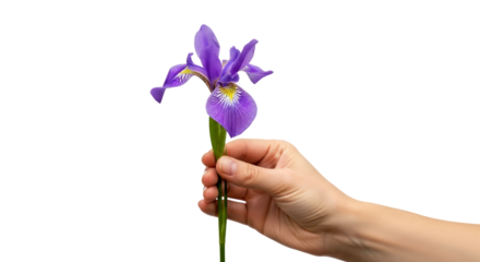 a gentle hand extends springs silent grace a vibrant purple iris offered, isolated on transparent background