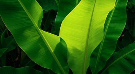 Close-up of vibrant green banana leaves illuminated by sunlight.
