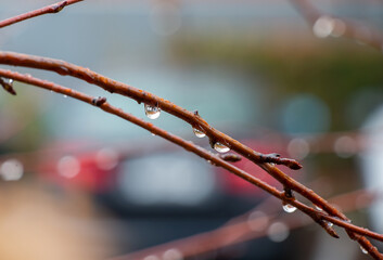 Close-up of raindrops on thin branches during rainy day with blurred background