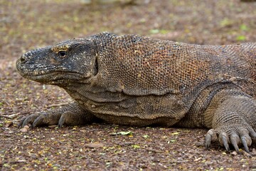 Obraz premium The island giant of Komodo