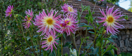 Fototapeta premium panorama de fleurs de dahlia