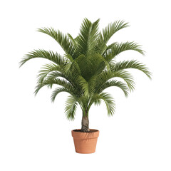 Fototapeta premium Lush potted palm plant with vibrant green fronds in terracotta pot